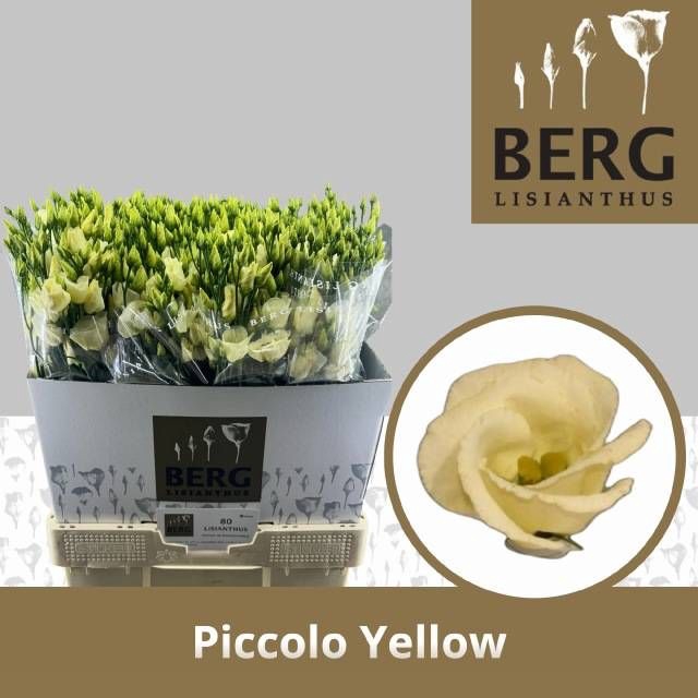 <h4>EUS E PICCO YELLOW</h4>