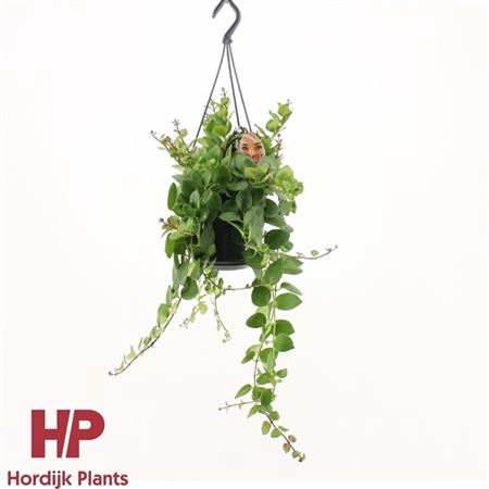 <h4>Aeschynanthus Pink Polka Hang</h4>