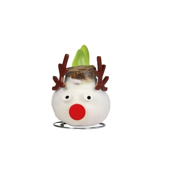 <h4>Amaryllis Touch of Wax Special Reindeer 6x1, rode bloem, Tray 236</h4>