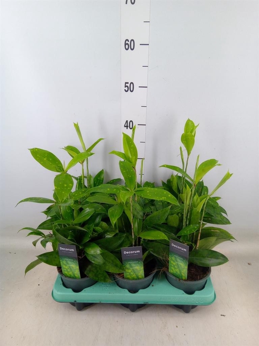 <h4>Dracaena surculosa</h4>