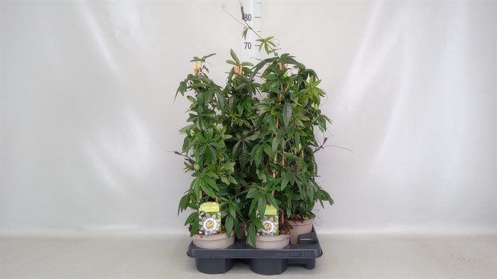 <h4>Passiflora caerul.</h4>