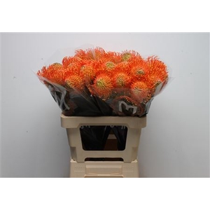 Leuco Neena Orange