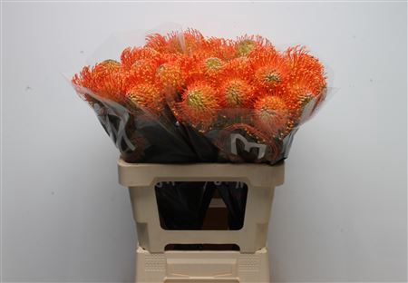 <h4>Leuco Neena Orange</h4>