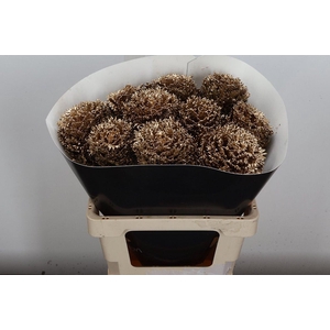 Brassica Wx (crane) Goud