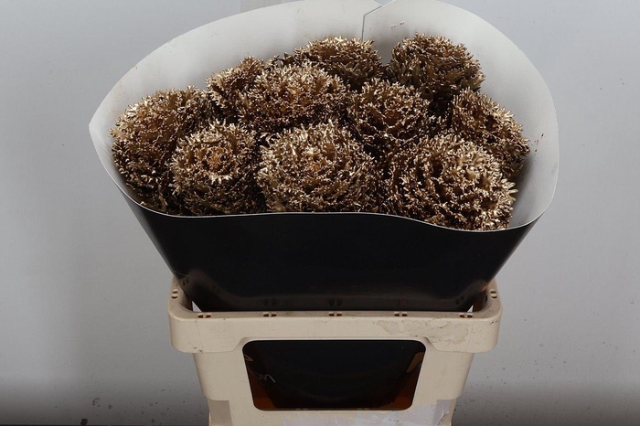 <h4>Brassica Wx (crane) Goud</h4>