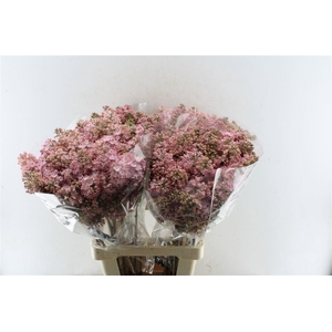 Syr Hy Maidens Blush