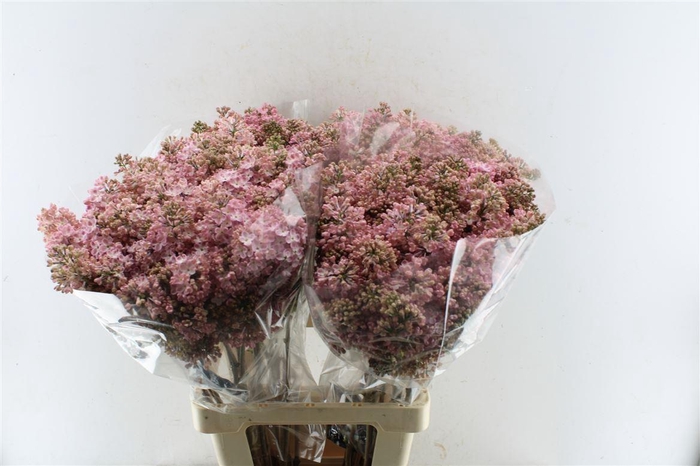 <h4>Syr Hy Maidens Blush</h4>