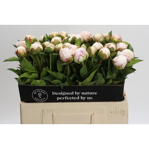 Paeonia Mary E. Nicholls
