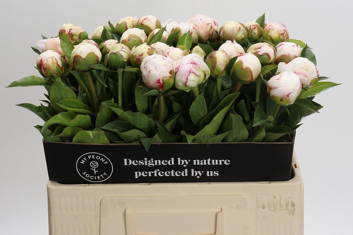 <h4>Paeonia Mary E. Nicholls</h4>