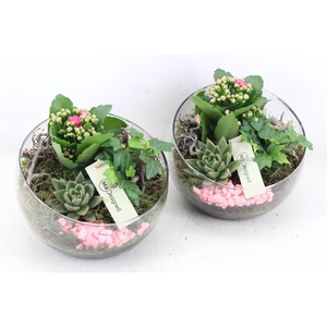 arr2 MB - Glas halve maan 402/2 - roze