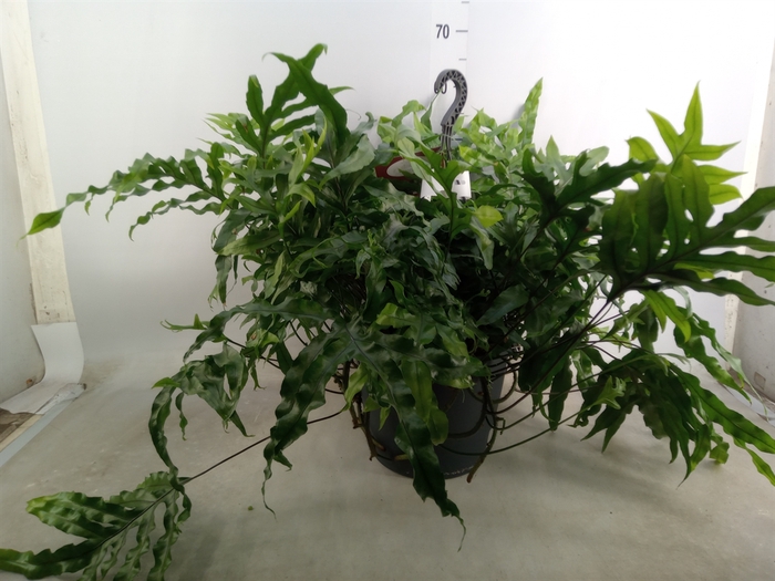 <h4>Microsorum diversifolium</h4>