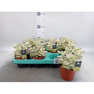 Succulents   ...