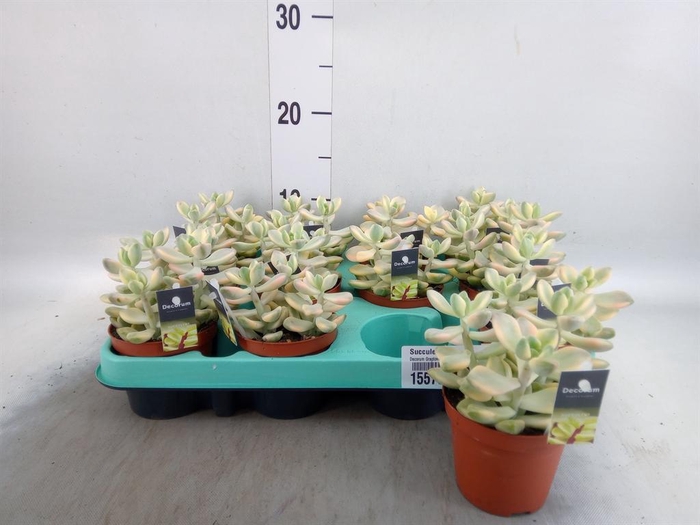 <h4>Succulents ...</h4>