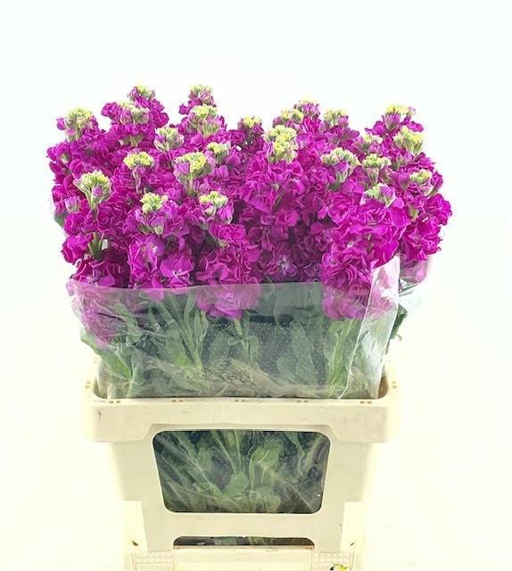 <h4>MATTH PHANT RED</h4>