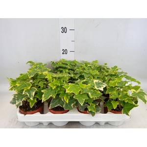 Hedera helix   ...mix varie yello