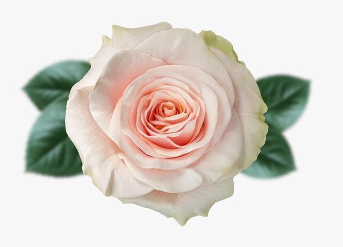 <h4>R GR PINK MONDIAL Naranjo</h4>