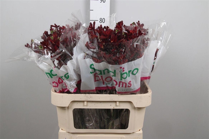 <h4>Anigoz Early Spring</h4>