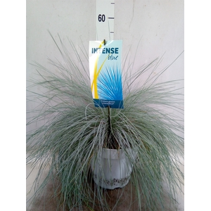 Festuca glauca 'Intens Blue'