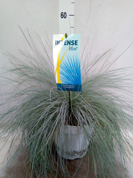 <h4>Festuca glauca 'Intens Blue'</h4>