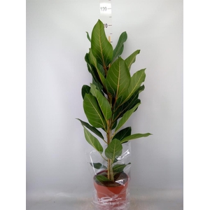 Ficus benghalensis 'Joy'