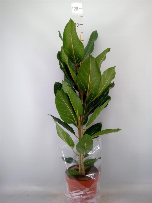 <h4>Ficus benghalensis 'Joy'</h4>
