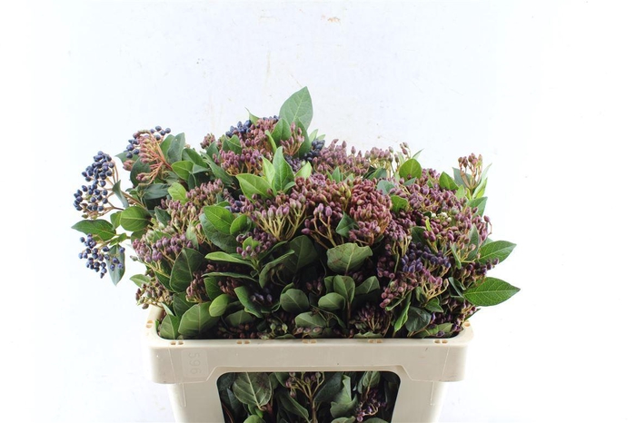 <h4>Viburnum Staalbes</h4>