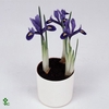 Bol op pot Iris Harmony (Blauw)