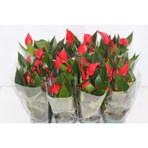 ANTHURIUM MINI MILLION PURE P09