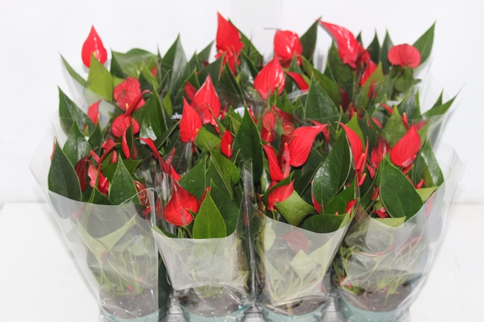 <h4>ANTHURIUM MINI MILLION PURE P09</h4>