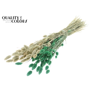 Phalaris per bunch Two Tone Frosted Mint