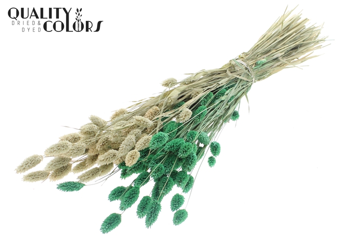 <h4>Phalaris per bunch Two Tone Frosted Mint</h4>