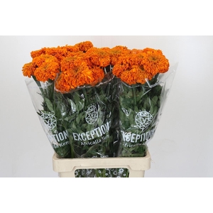 TAG E PROMISE ORANGE