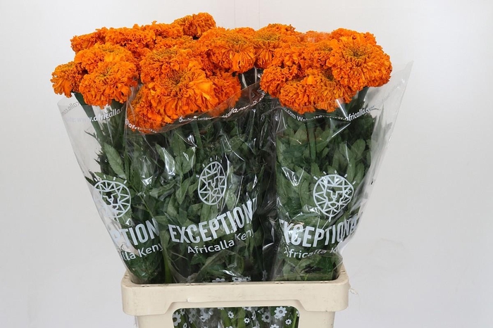 <h4>TAG E PROMISE ORANGE</h4>