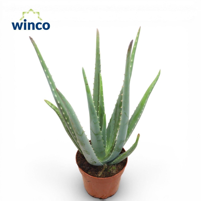 <h4>Aloe vera</h4>