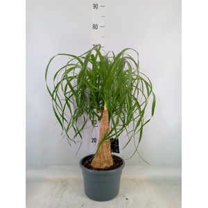 Beaucarnea recurvata