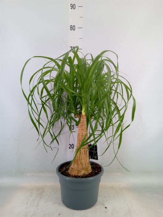 <h4>Beaucarnea recurvata</h4>