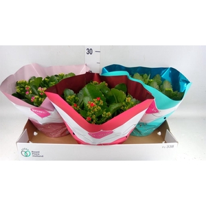 Kalanchoe blos.   ..mix 3