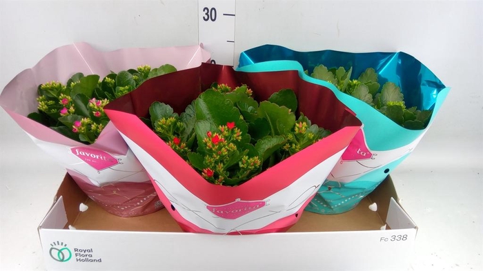 <h4>Kalanchoe blos.   ..mix 3</h4>