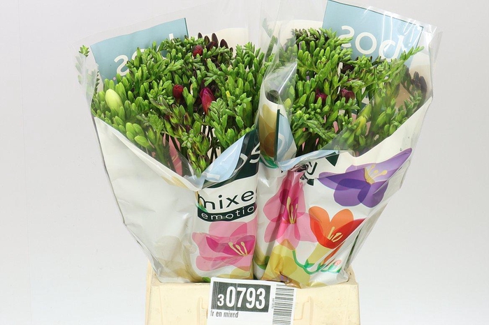 <h4>Fr En Mixed</h4>