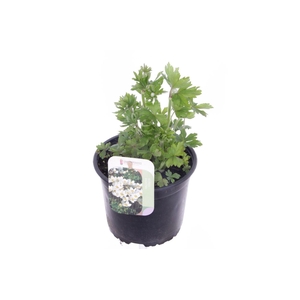 Anemone sylvestris