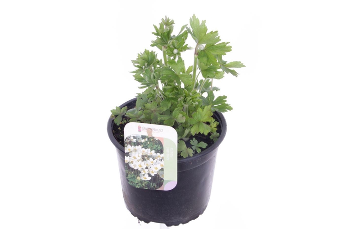 <h4>Anemone sylvestris</h4>