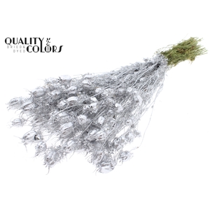 Nigella per bunch Silver