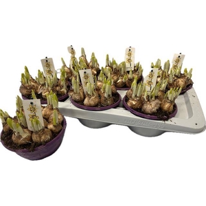 Narcissus Tete a Tete 16Ø 15cm