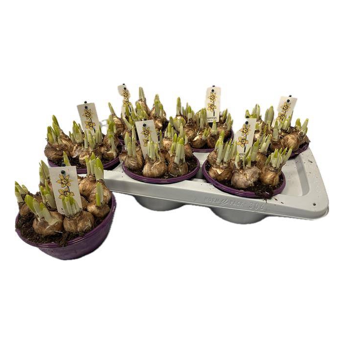 <h4>Narcissus Tete a Tete 16Ø 15cm</h4>