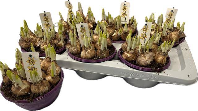 Narcissus Tete a Tete 16Ø 15cm