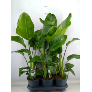 Strelitzia nicolai
