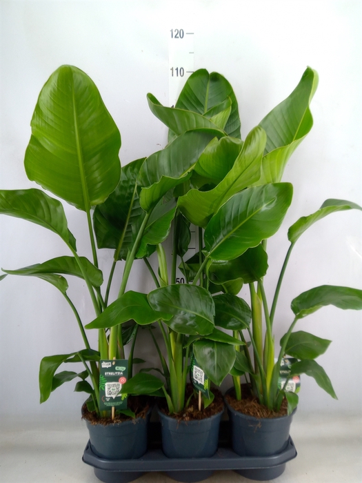 <h4>Strelitzia nicolai</h4>