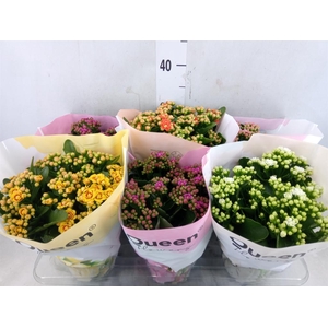 Kalanchoe blos.   ..rosebud mix GR