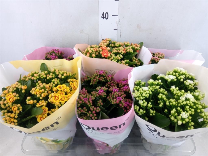 <h4>Kalanchoe blos.   ..rosebud mix GR</h4>