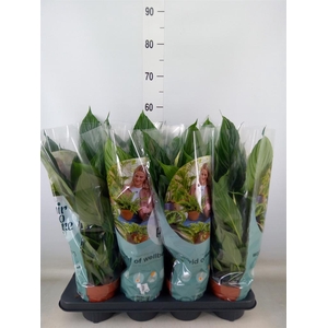 Spathiphyllum  'Pico Cupido'